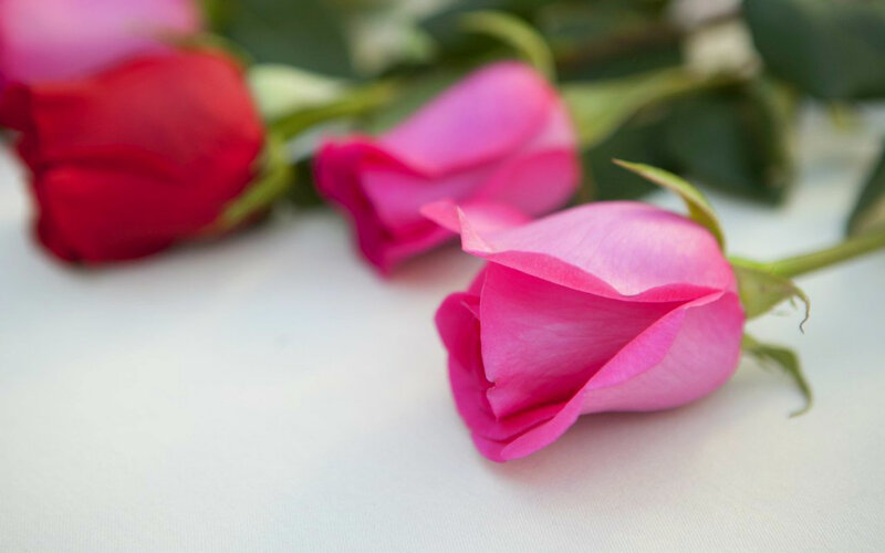 Pink and Red Roses — Calm, Photograph, Green Leaves, White Surface