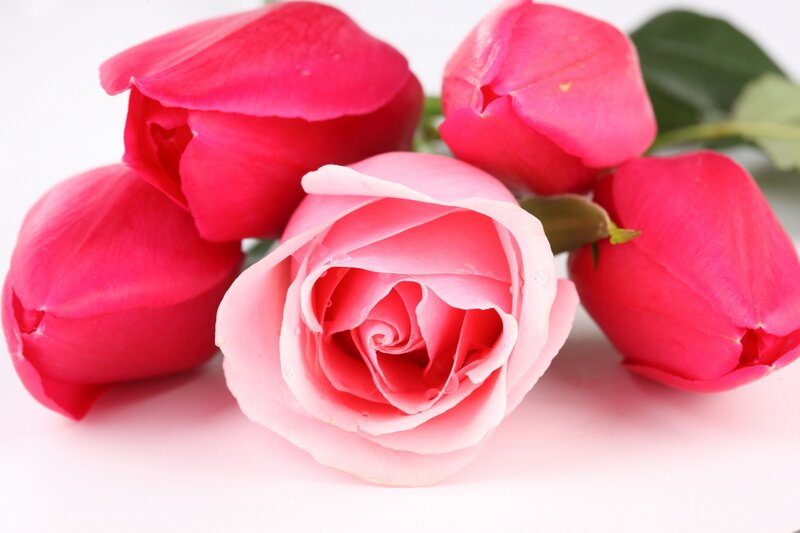Pink and Red Roses — Calm, Photograph, Green Leaves, White