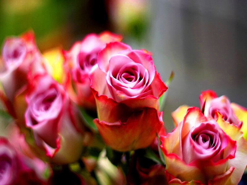 Pink and Red Roses — Calm, Photograph