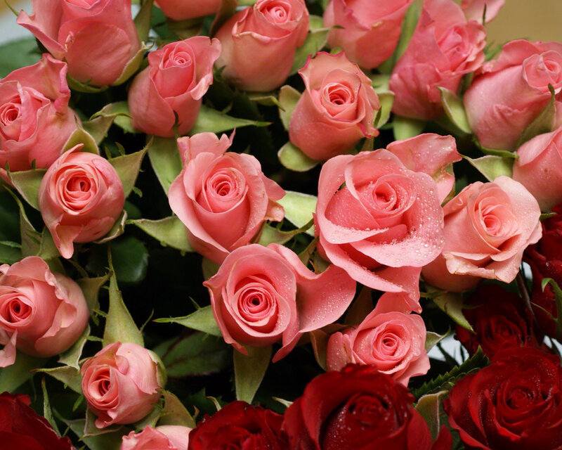 Pink and Red Roses — Calm