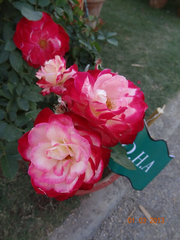 Pink and red roses in a pot
