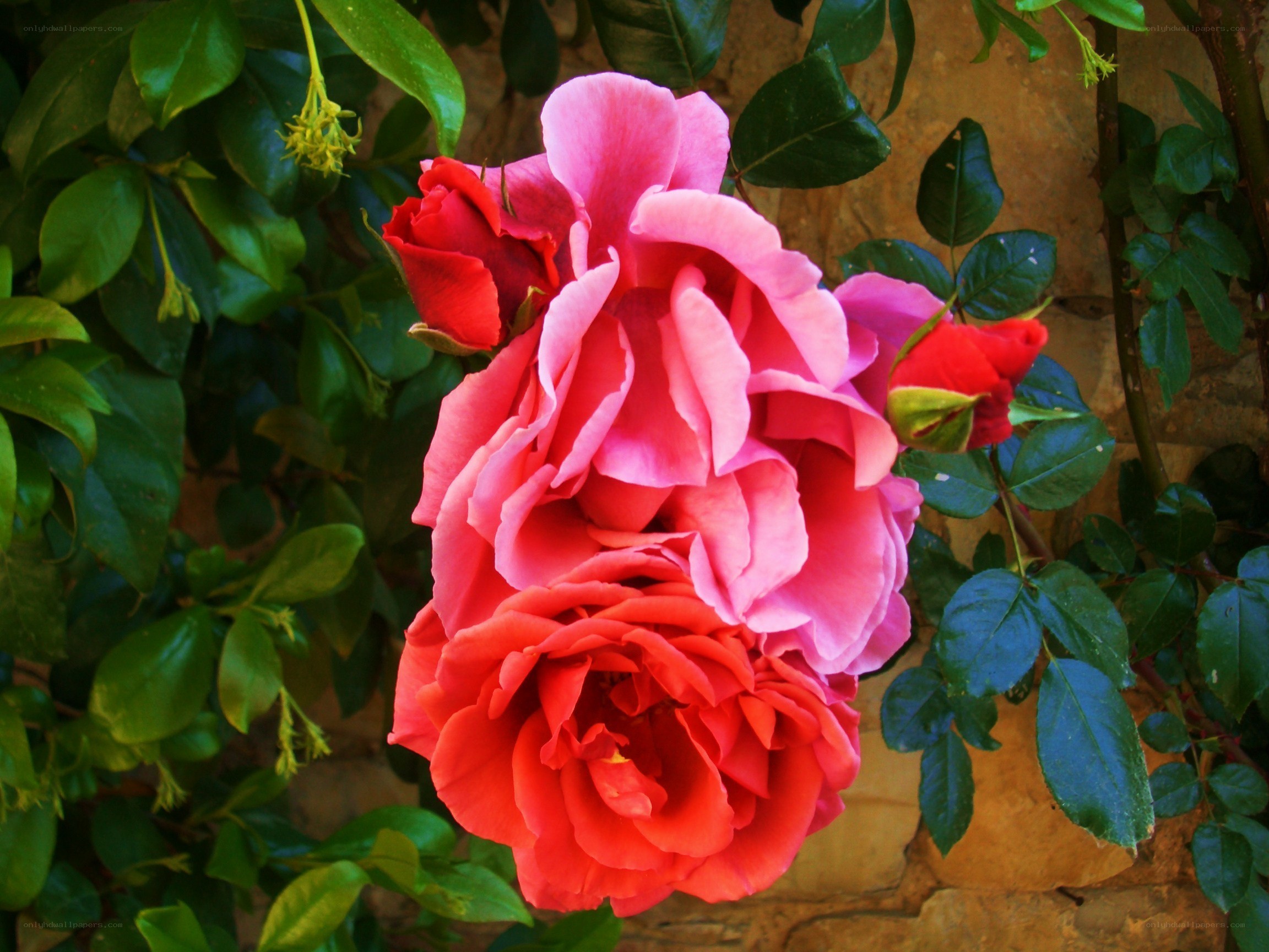Pink and red roses in bloom