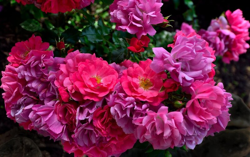 Pink and red roses in bloom