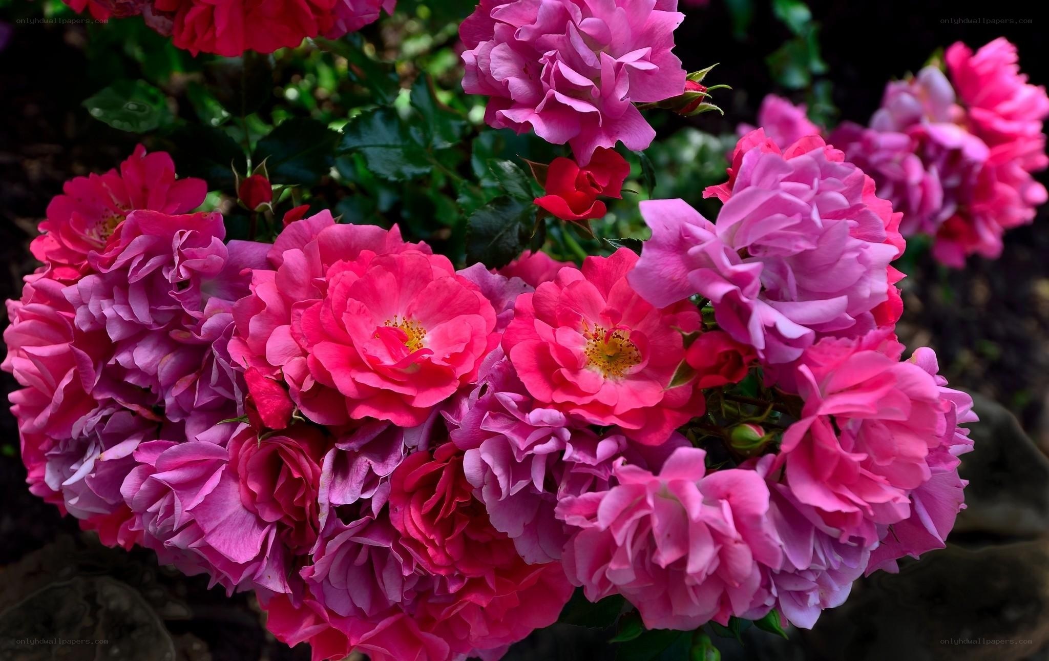 Pink and red roses in bloom