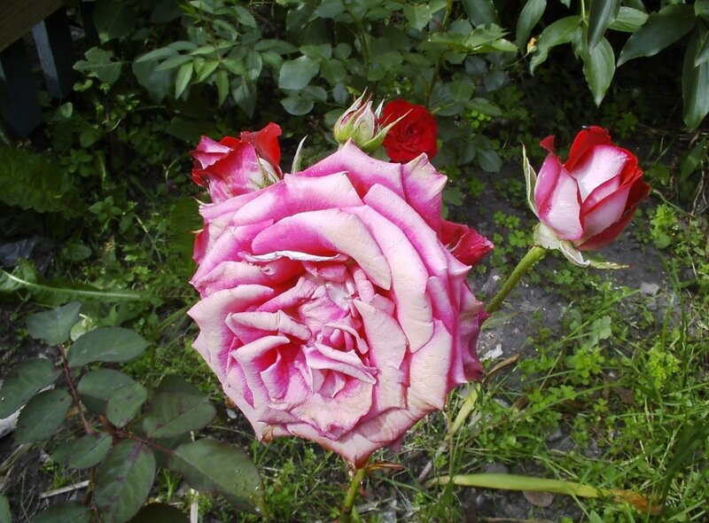 Pink and Red Roses — Natural
