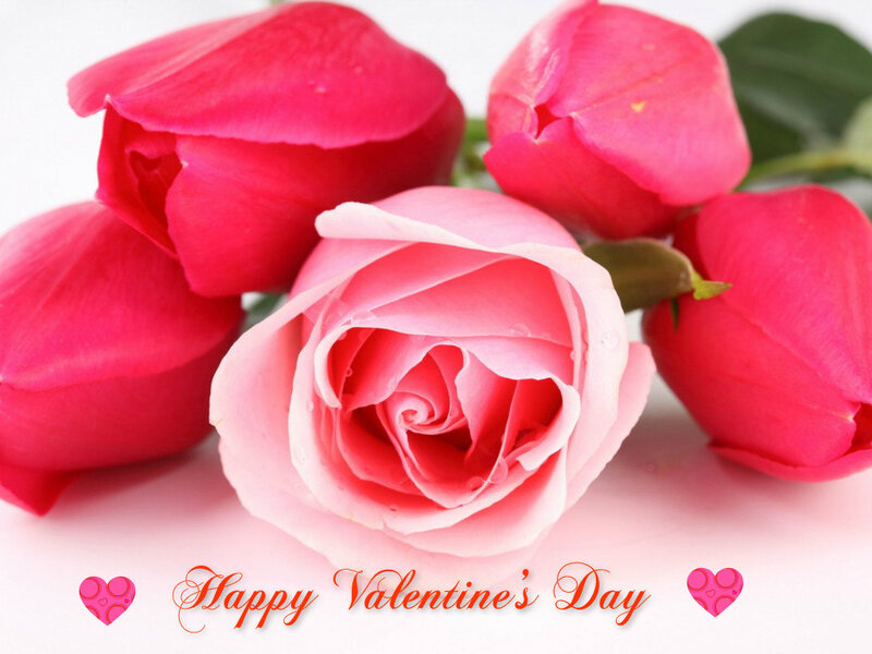 Pink and Red Roses — Romantic, Photograph, Heart