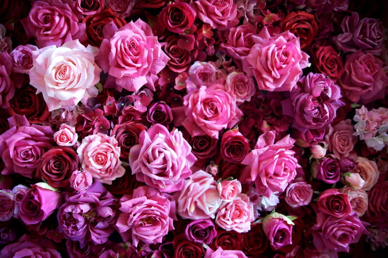 Pink and Red Roses — Romantic, Photograph