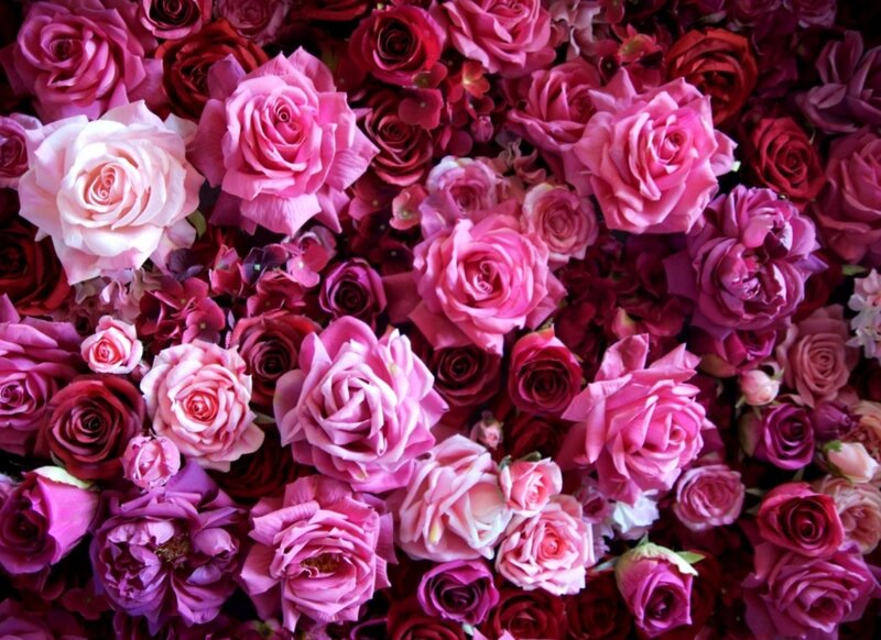 Pink and Red Roses — Romantic