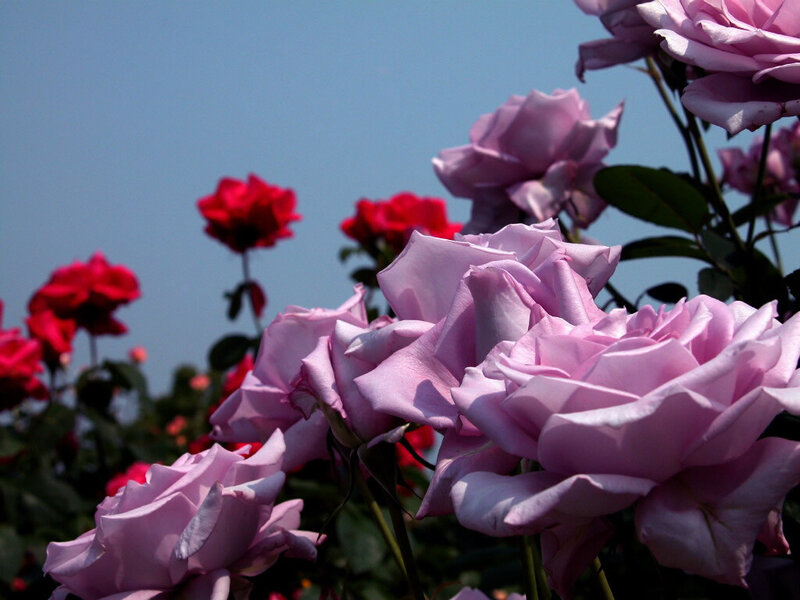 Pink and Red Roses — Serene, Afternoon