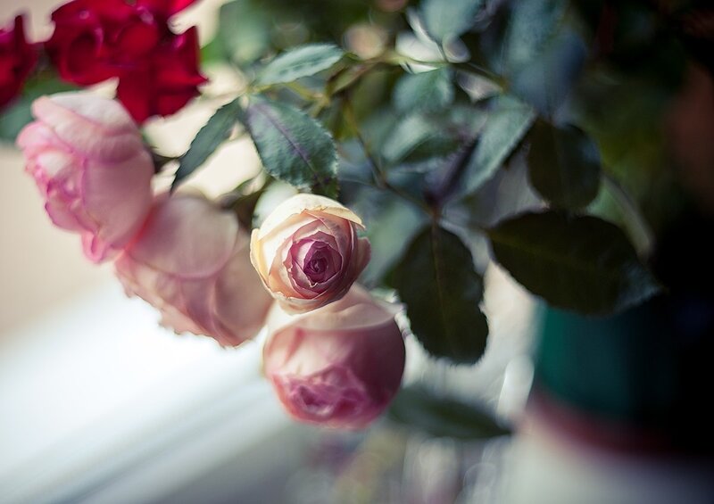 Pink and Red Roses — Serene, Photograph