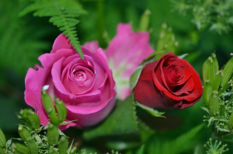 Pink and Red Roses — Serene, Spring, Photograph