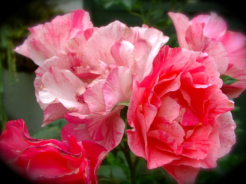 Pink and Red Roses — Serene, Spring