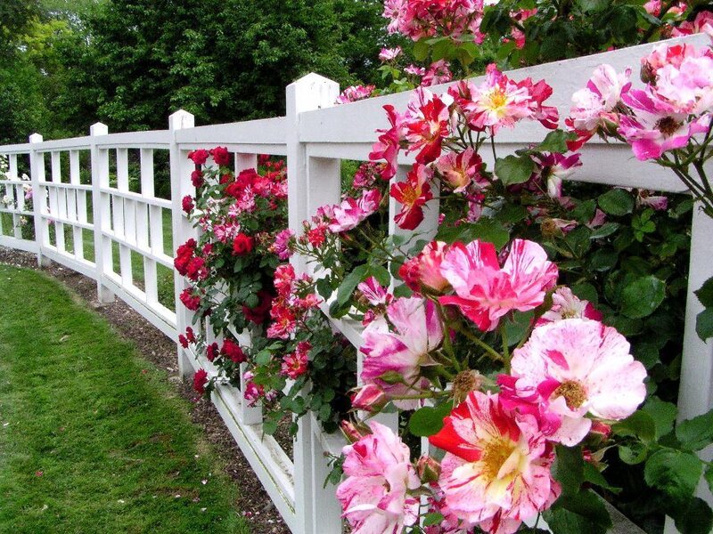 Pink and Red Roses — Serene