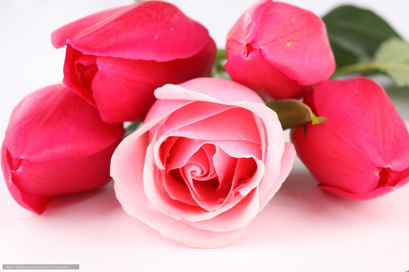 Pink and red roses