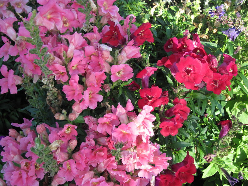 Pink and Red Snapdragons