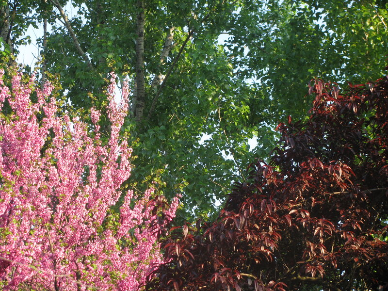 Pink and red trees in a garden