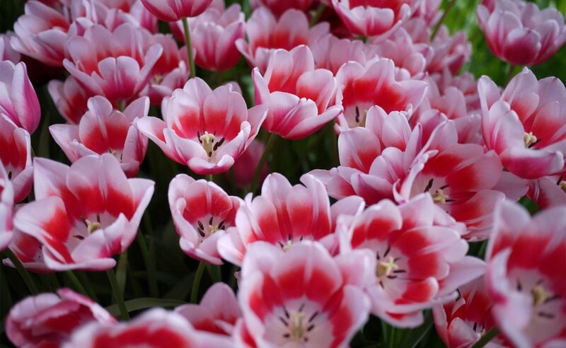 Pink and red tulip flowers