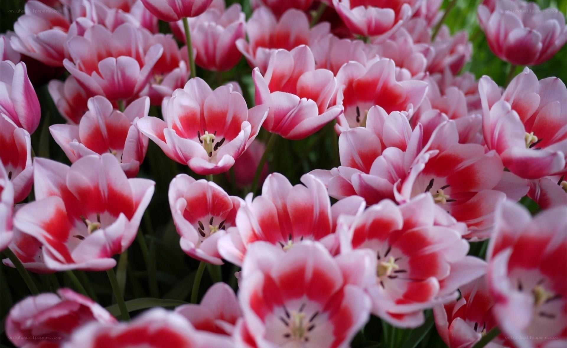 Pink and red tulip flowers