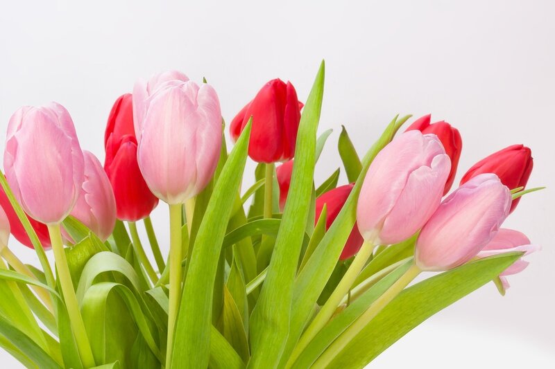 Pink and Red Tulips — Calm, Spring