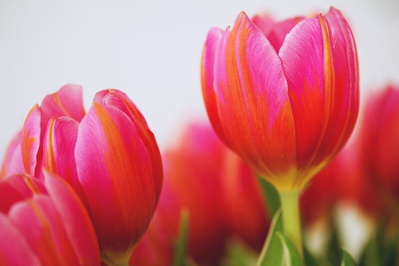Pink and Red Tulips — Calm