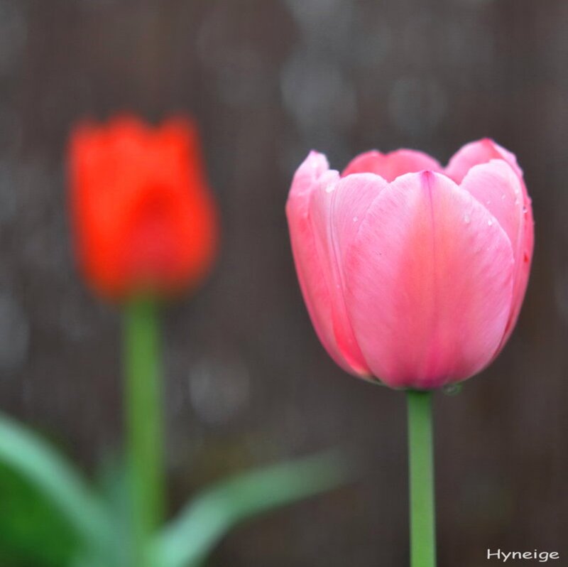Pink and Red Tulips — Serene, Spring, Photograph, Flower