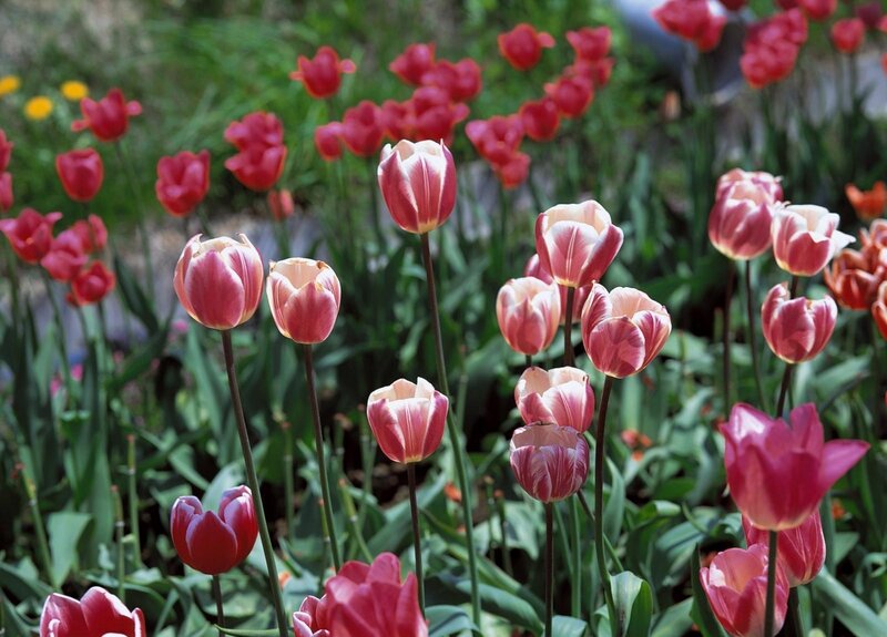 Pink and Red Tulips — Serene, Spring, Photograph, Green Leaves