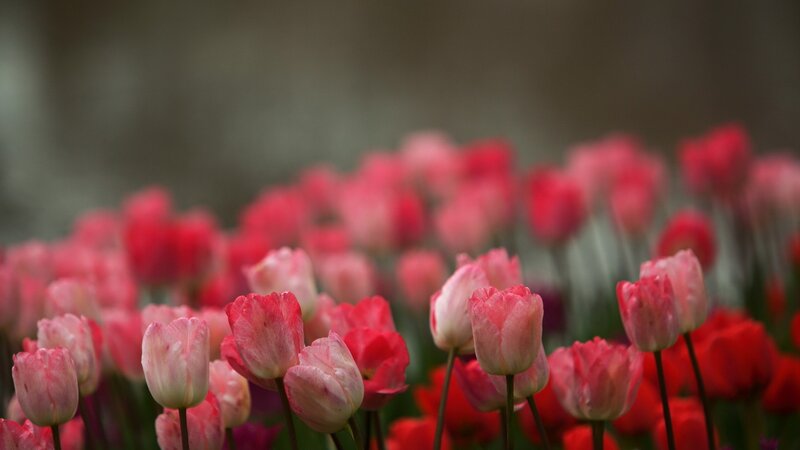 Pink and Red Tulips — Serene, Spring, Photograph