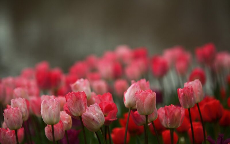 Pink and Red Tulips — Serene, Spring