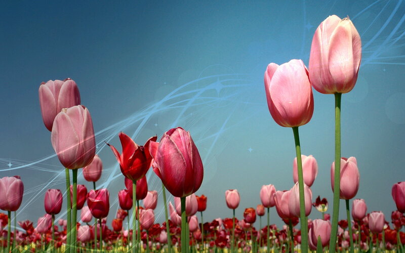 Pink and Red Tulips — Serene