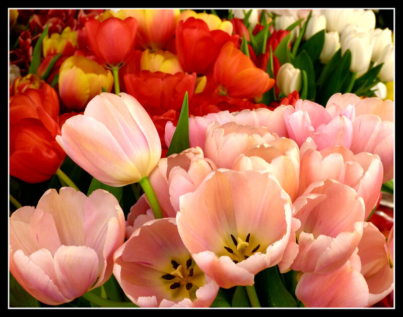 Pink and Red Tulips