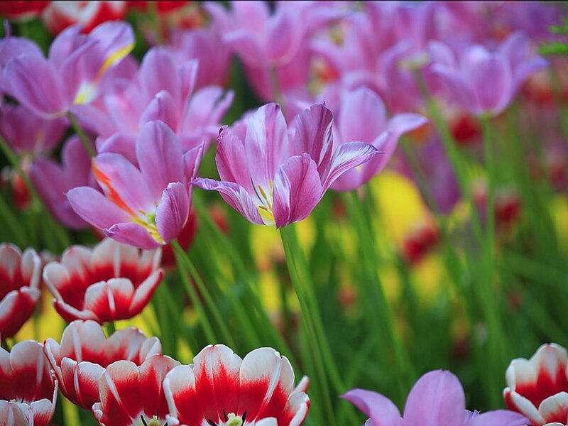 Pink and Red Tulips — Vibrant