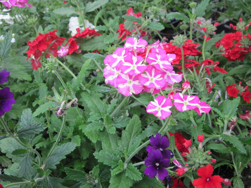 Pink and Red Verbena Flowers