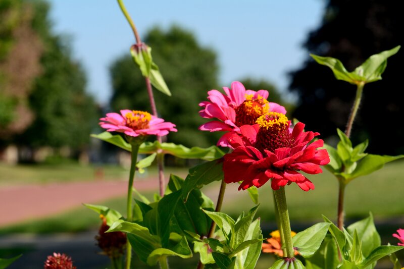 Pink and Red Zinnia Flowers