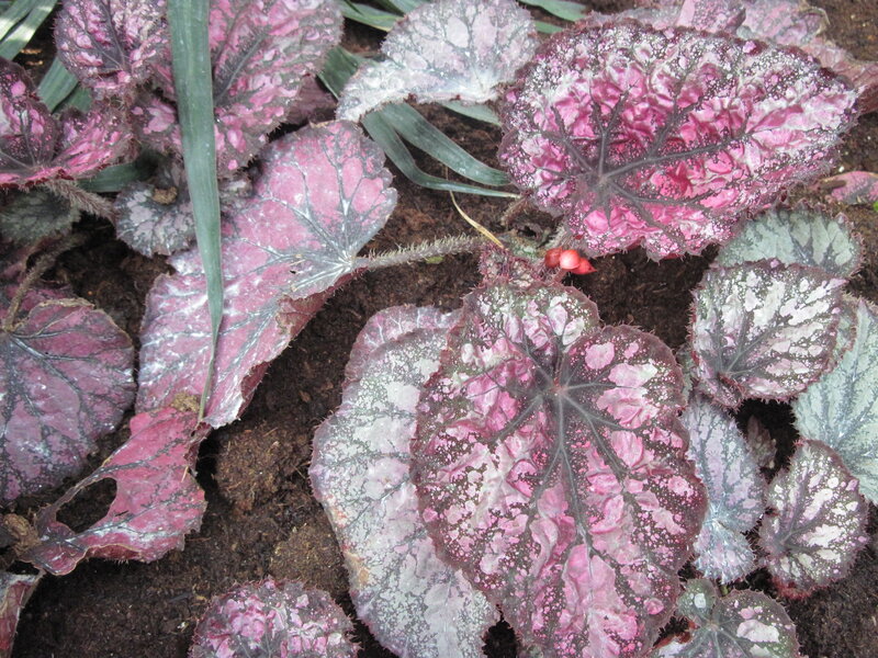 Pink and Silver Begonia Leaves