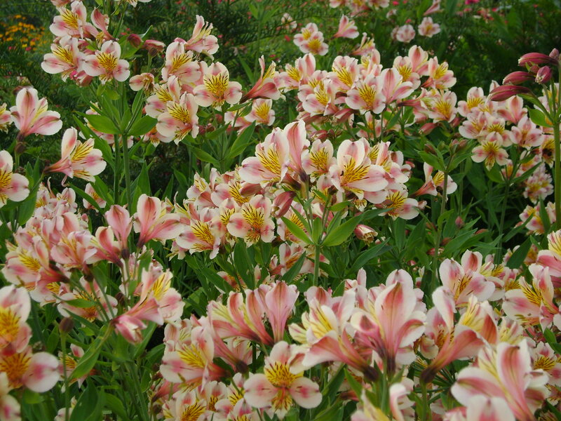Pink and White Alstroemeria — Calm