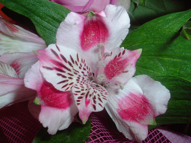 Pink and white alstroemeria flower