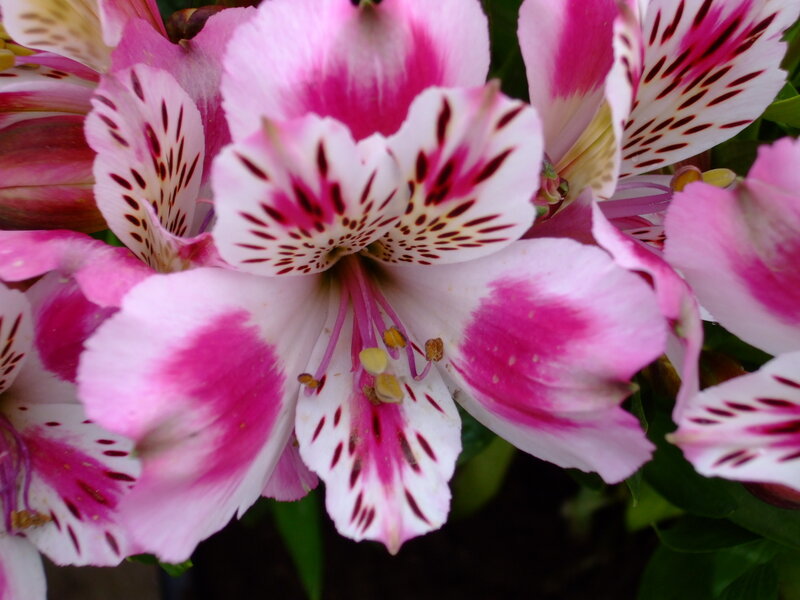 Pink and white alstroemeria flowers