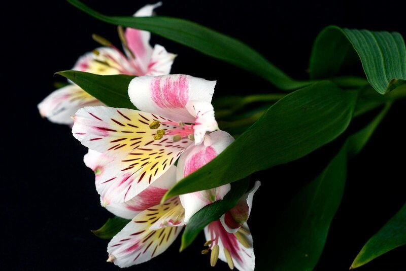 Pink and white alstroemeria flowers