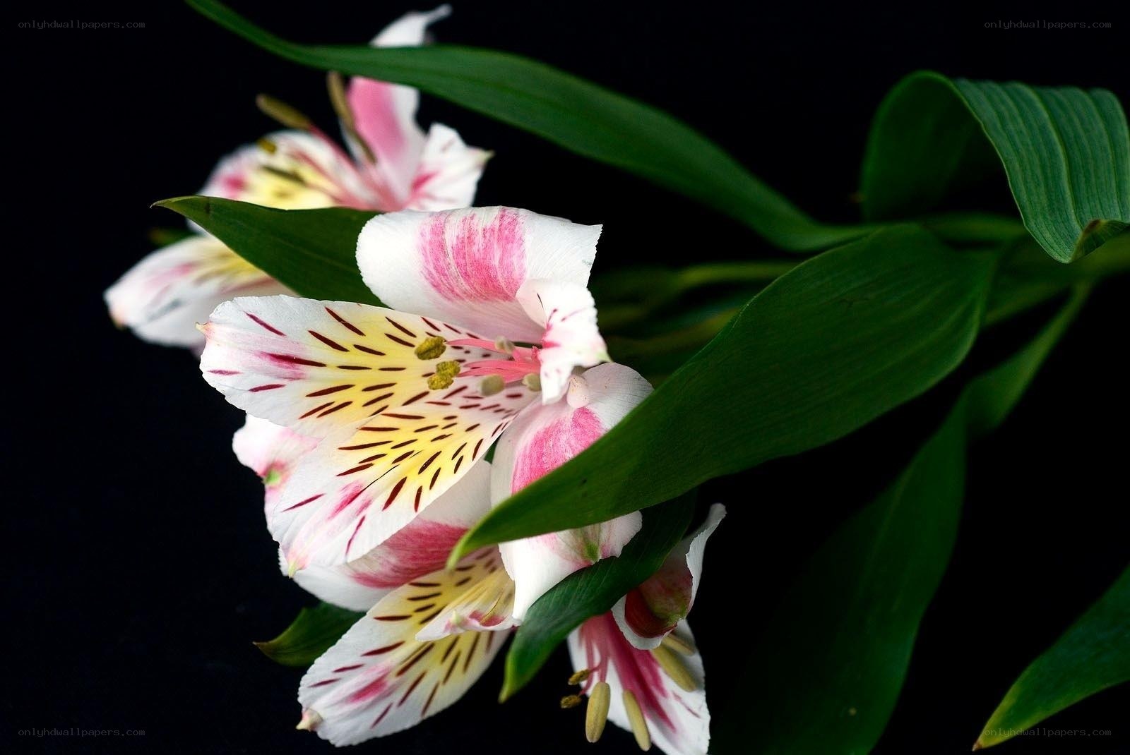 Pink and white alstroemeria flowers
