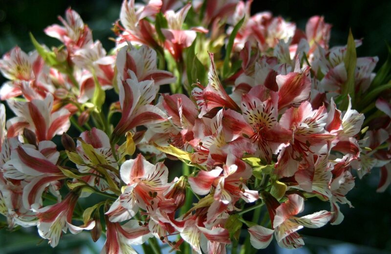 Pink and White Alstroemeria — Natural
