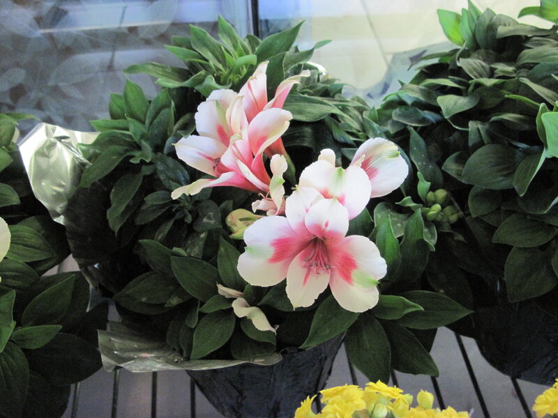 Pink and White Alstroemeria