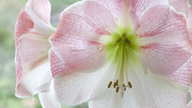 pink and white amaryllis flower