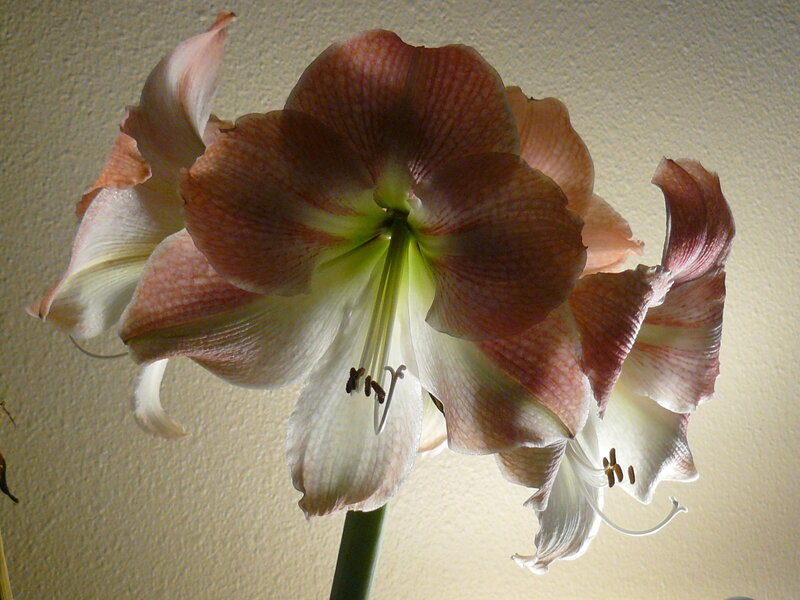 Pink and White Amaryllis Flower — Calm