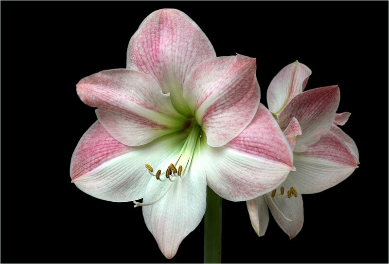 Pink and White Amaryllis Flower — Dramatic