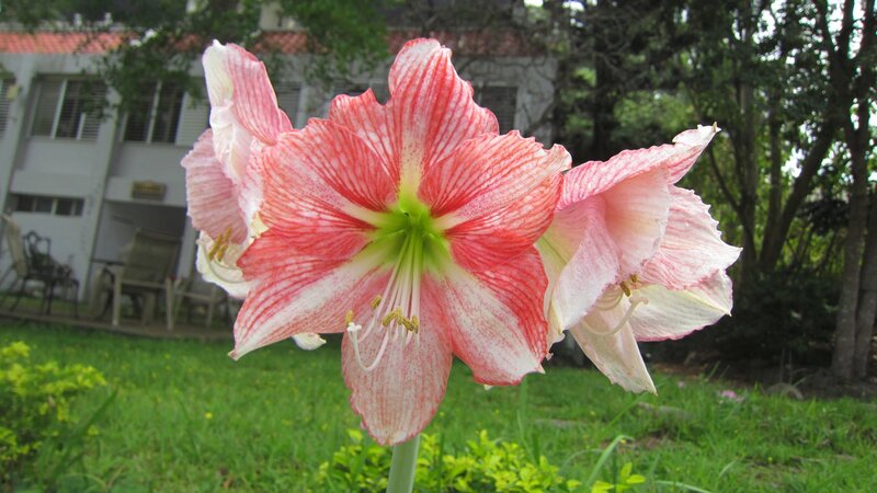 Pink and White Amaryllis Flower — Red
