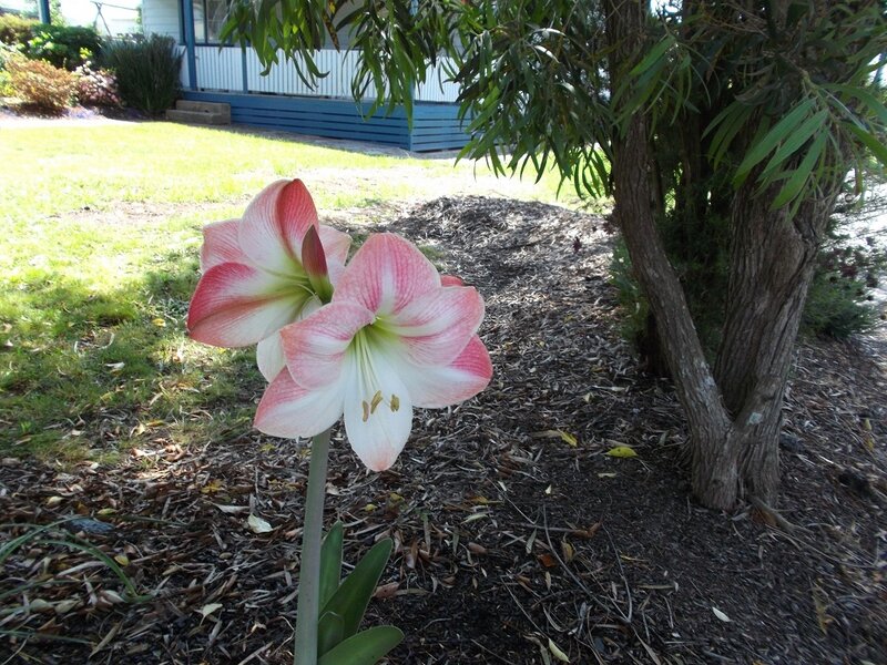 Pink and White Amaryllis Flower — Serene