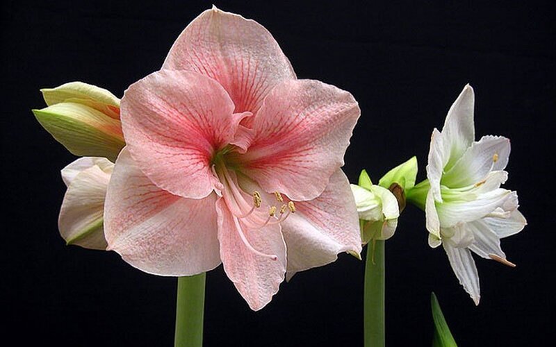 Pink and White Amaryllis Flowers — Dramatic