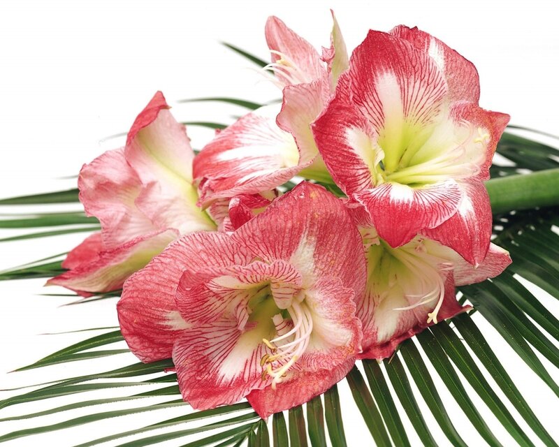 Pink and White Amaryllis Flowers — Red