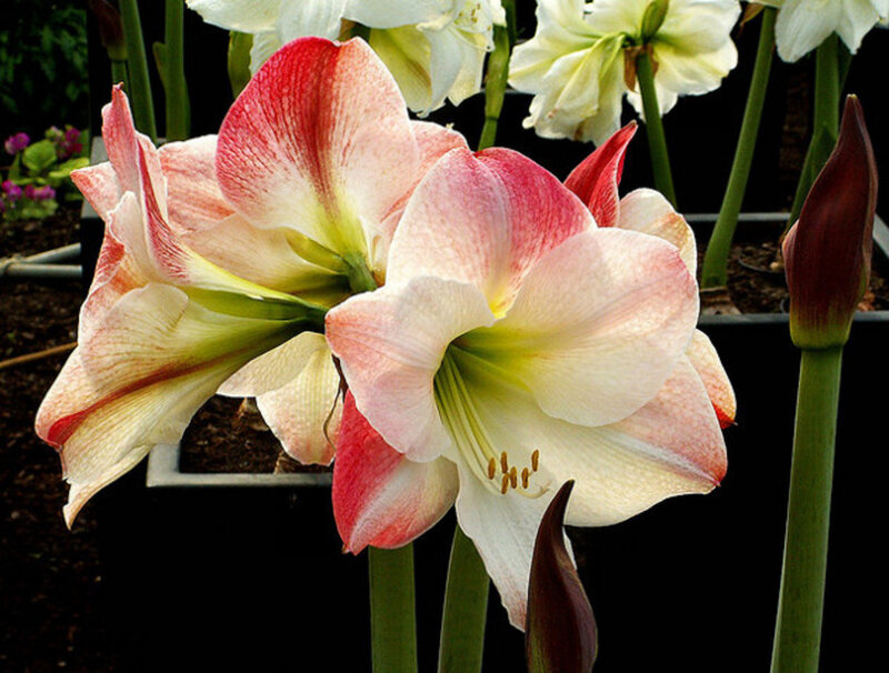 Pink and White Amaryllis Flowers