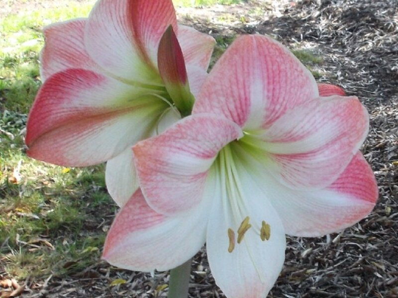 Pink and White Amaryllis
